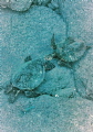 Baby & Mama Turtle, South Kona 