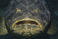 same goliath grouper, same place, 24hours later...
still at lunch, or looking for a dentist?! 