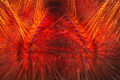 sea urchin 