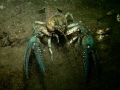 A Virile Crayfish, one of nine species found in Ontario, raises its claws in defence. 