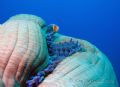 Pink anenome fish on his anenome.. love the texture of the anenome...
Palau Blue Corner 