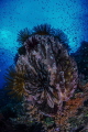 Witch Doctor —  Barney’s Reef, Fathers Reef, Papua New Guinea
A barrel sponge festooned with dozens of colorful crinoids.  Taking a hard upward angle allowed me to capture a small sliver of the reefs fish population. 