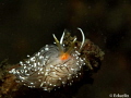 Brede ringsprietslak, facelina auriculata. Dutch waters:Dreischor Parking depth:10m temperature 13C 