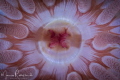 Anemone into his colorful dress 