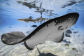 sting rays and sharks in the lagoon 
