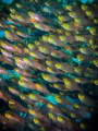 fish eyes 