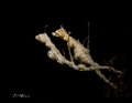 SOUL MATE...
Lembeh Sea Dragon 