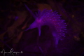 Nudi under UV 