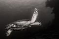 Hawksbill 