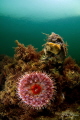 Dahlia anemone (Urticina felina), Grevelingen, The Netherlands. 