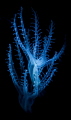 Snooted seapen polyps w/blue filter 
