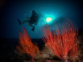PALAU
Fish 'n Fins 