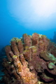 hard corals 