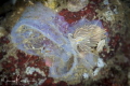 Nudi on a Tunicate 