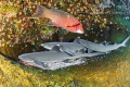White Tip Shark and fish, Roca Partida México 