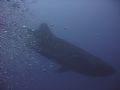 Whale Shark. I was swimming along the wall and looked out to sea and there he was, right beside me! Shot with a Canon S400 digital camera with no flash (I set the custom white white balance). 