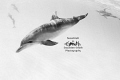 "Dolphins In High-Key" - Spotted dolphins frolic in the waters of Bimini, Bahamas 