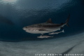 Clear water and happy reef systems promote healthy sharks such as this Tiger Shark. She swims with an entourage of Cobia across the sands of Tiger Beach. 
