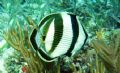 Banded Butterflyfish seen June 2006 at Marathon Key Florida. Taken with a Canon Powershot SD 550. 