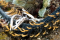 Squat lobster on feather star, Coral Garden, Bali 