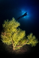 Yellow tree 