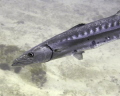 Barracuda on the outer ledge off of Jupiter.  Shot with DC2000 and single strobe. 