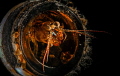 Shrimp in bottle - different crop 