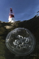 jellyfish and the lighthouse in the med - under the surface.... 