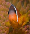 One of Fiji's colorful Anemonefish. 