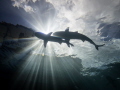 2 beautiful reef sharks happen to cross and block the sunball while clouds and a shadow of the boat is visible through the calm surface. Having so much natural light coming through the clear water, I turned off my strobes and captured this effect.
 