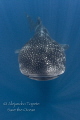 Whaleshark in the Lines, Isla Contoy México 