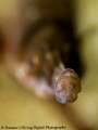 A Little Pacific Bay Pipefish bokeh shot! 