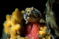 Shorthorn sculpin (Myoxocephalus scorpius)with eggs, Zeeland, The Netherlands. 