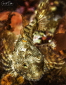 A small sculpin in cold water. 