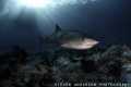 Sunset, clear water, Tigers is a perfect way to close the day out. This Tiger Shark was photographed on a patch reef at Tiger Beach Bahamas. 