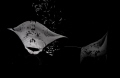 Graceful Mantas 