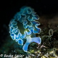 Beautiful nudi 