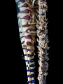 Suspension ...

Sawblade Shrimp - Tozeuma armatum

Chaloklum, Thailand 