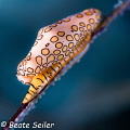 Flamingo tongue of Bonaire 