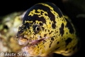 Moray of Bonaire 