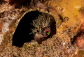 A tiny (< 1 inch) mosshead warbonnet hiding in an empty barnacle husk. Howe Sound, BC, Canada. 