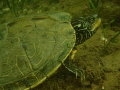 Northern Map Turtle,Welland Scuba Park 