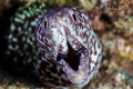 Moray open  Mauth, turneffe atolon Belize 