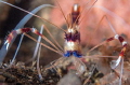Banded Coral Cleaner Shrimp in Koh Lipe, Thailand 