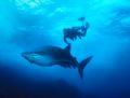 Juvenile Whale Shark, Cocos Island (Nikon F4, 24mm/2.0, Aquatica housing, Ikelite strobes, Provia 100) 