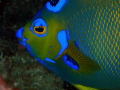 The Face of an Angel, Roatan, Honduras. This specimen was under a ledge but Imwas able to capture this image as it moved around. 