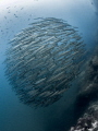Resistance Is Futile

Chevron Barracuda - Sphyraena qenie

Sail Rock, Thailand 