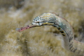Pipefish Potrait 