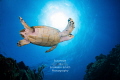 "Beneath" - A hawksbill sea turtle soars beneath the sun on the East End of Grand Cayman. 