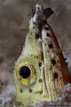 Snake Eel 